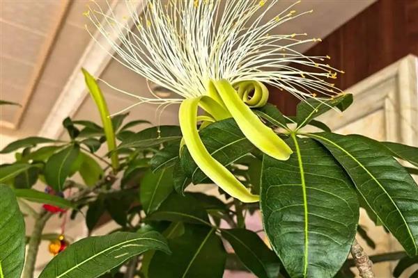 发财树开花的预兆,代表财源滚滚、迎来收获