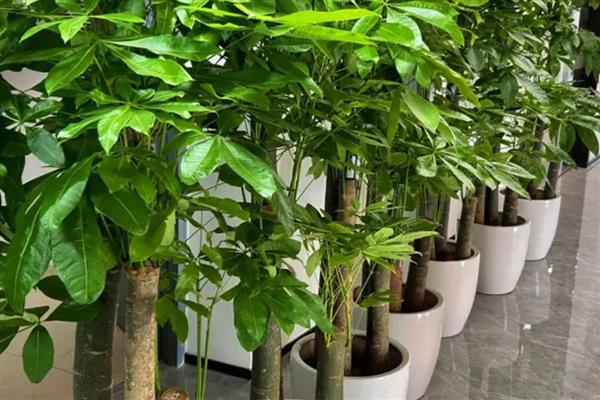 发财树开花的预兆,代表财源滚滚、迎来收获