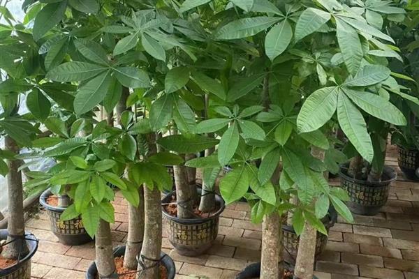 发财树开花的预兆,代表财源滚滚、迎来收获