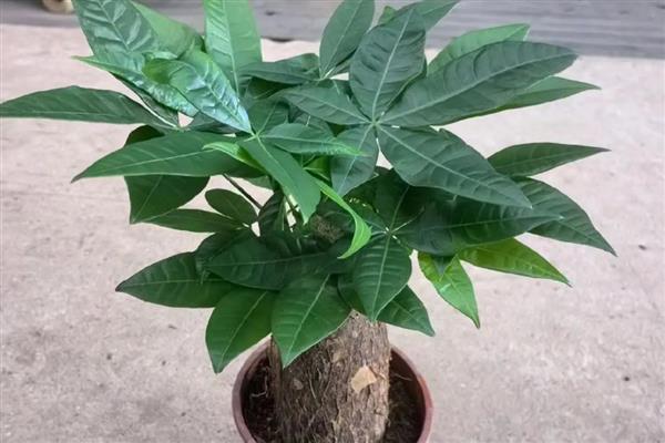 发财树开花的预兆,代表财源滚滚、迎来收获