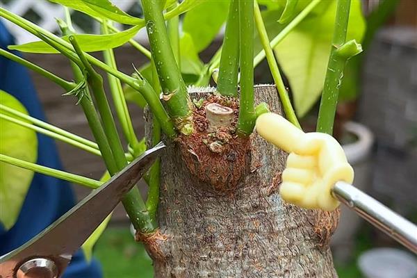 发财树开花的预兆,代表财源滚滚、迎来收获