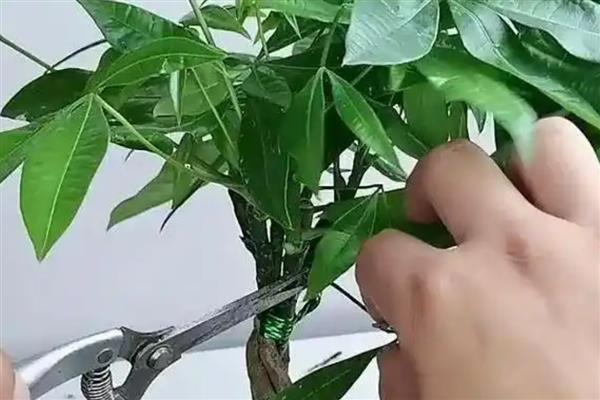 发财树开花的预兆,代表财源滚滚、迎来收获