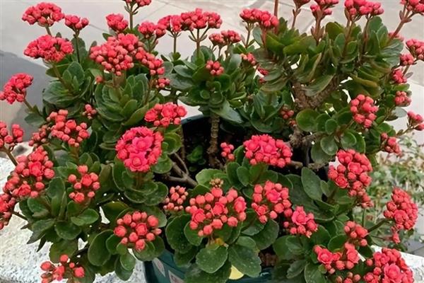 长寿花扦插后怎么养护,每天提供6小时的光照