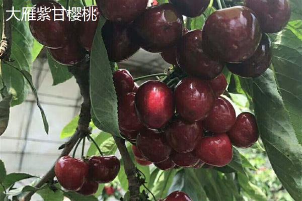 胜利樱桃的简介，适应能力强、果肉甜度高