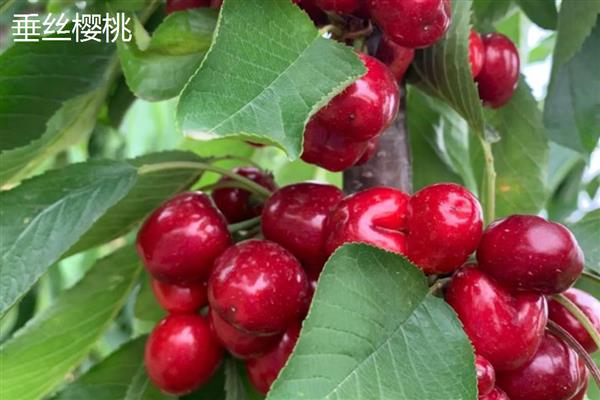 胜利樱桃的简介，适应能力强、果肉甜度高