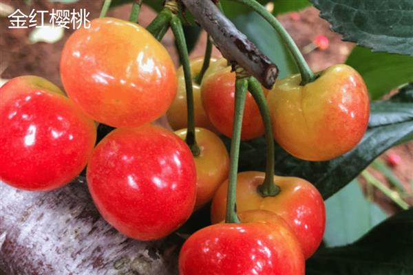 胜利樱桃的简介，适应能力强、果肉甜度高