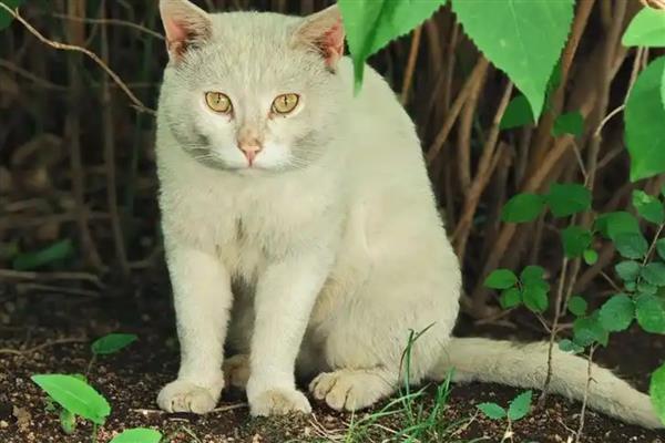 猫走丢了怎么找回来，可在附近的车底、绿化带等地方寻找