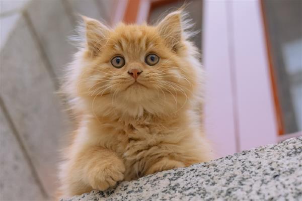 猫走丢了怎么找回来，可在附近的车底、绿化带等地方寻找