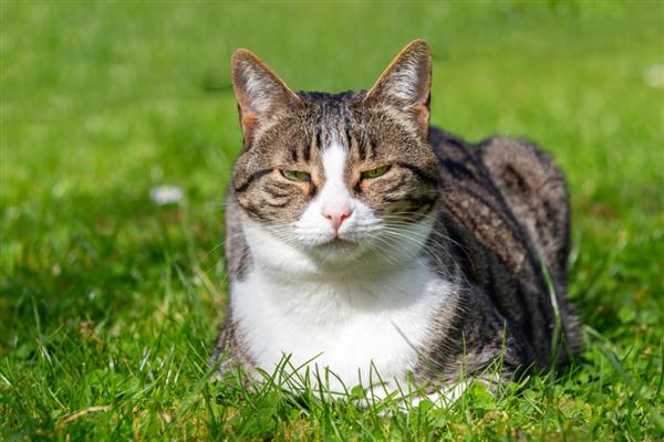 猫走丢了怎么找回来，可在附近的车底、绿化带等地方寻找
