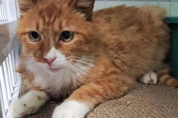 猫走丢了怎么找回来，可在附近的车底、绿化带等地方寻找