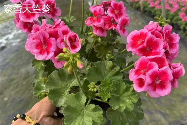 天竺葵有什么好看的品种,香叶天竺葵、察香天竺葵、柠檬天竺葵都很美观