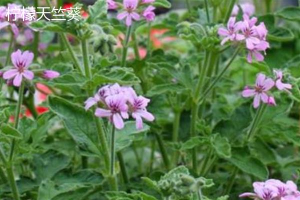天竺葵有什么好看的品种,香叶天竺葵、察香天竺葵、柠檬天竺葵都很美观