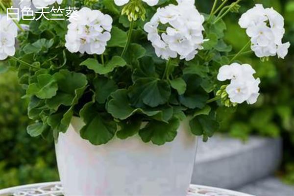 天竺葵有什么好看的品种,香叶天竺葵、察香天竺葵、柠檬天竺葵都很美观