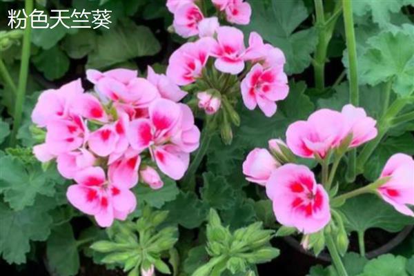 天竺葵有什么好看的品种,香叶天竺葵、察香天竺葵、柠檬天竺葵都很美观