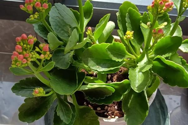 长寿花的浇水方法,春秋季节每隔5天浇一次