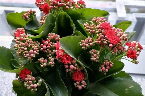 长寿花的浇水方法,春秋季节每隔5天浇一次