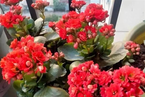 长寿花的浇水方法,春秋季节每隔5天浇一次
