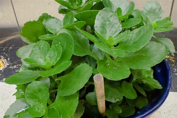 长寿花的浇水方法,春秋季节每隔5天浇一次