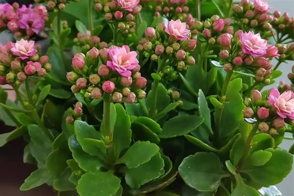 长寿花的浇水方法,春秋季节每隔5天浇一次