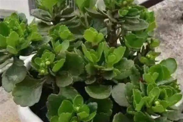 长寿花的浇水方法,春秋季节每隔5天浇一次