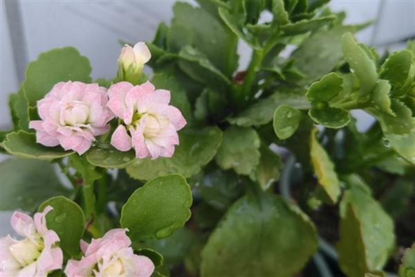 长寿花的浇水方法,春秋季节每隔5天浇一次