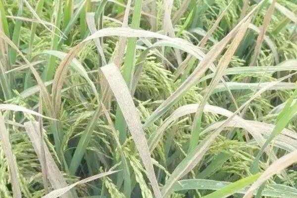 水稻白化病怎么防治,秧苗白化时喷施硫酸亚铁有一定效果