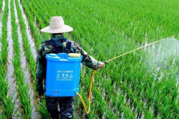 水稻白化病怎么防治,秧苗白化时喷施硫酸亚铁有一定效果