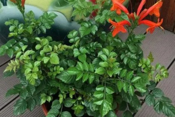怎么鉴别凌霄花是爬藤还是不爬藤,可以爬藤的幼苗根系很细软