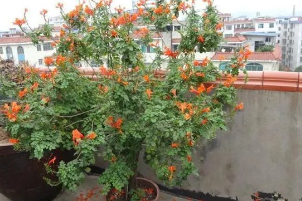 怎么鉴别凌霄花是爬藤还是不爬藤,可以爬藤的幼苗根系很细软