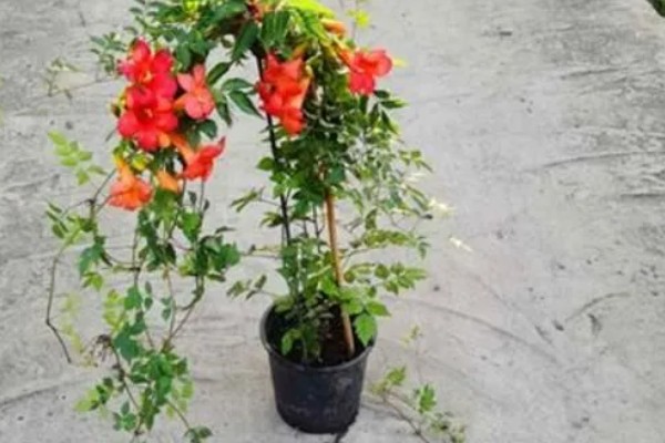 怎么鉴别凌霄花是爬藤还是不爬藤,可以爬藤的幼苗根系很细软