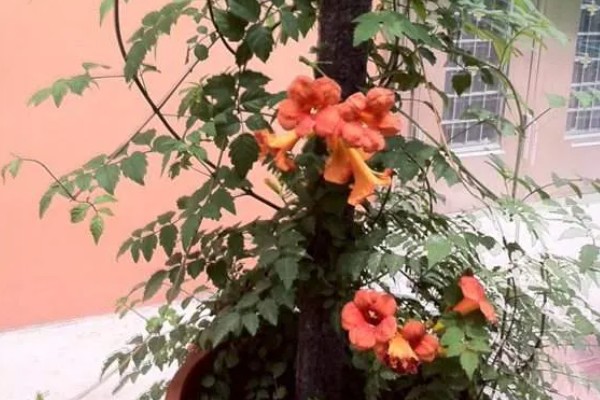 怎么鉴别凌霄花是爬藤还是不爬藤,可以爬藤的幼苗根系很细软