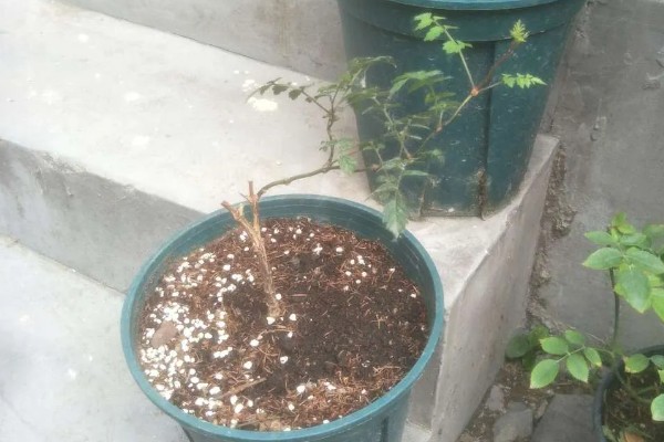 怎么鉴别凌霄花是爬藤还是不爬藤,可以爬藤的幼苗根系很细软