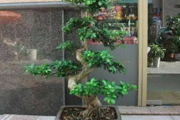 三层金钱榕的养护方法，生长过程中需要充足的光照
