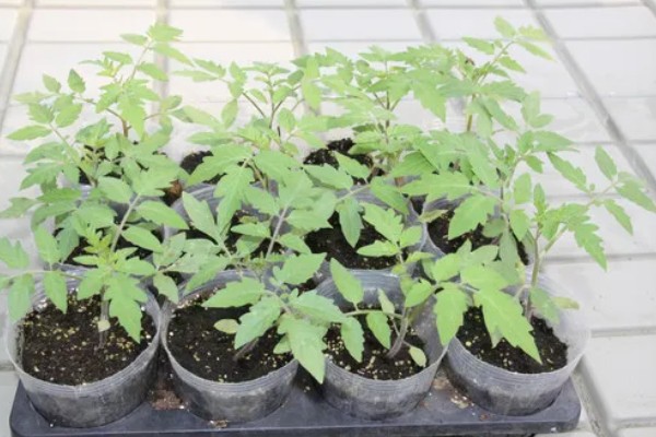 怎么防治番茄裂果,可种植抗裂品种