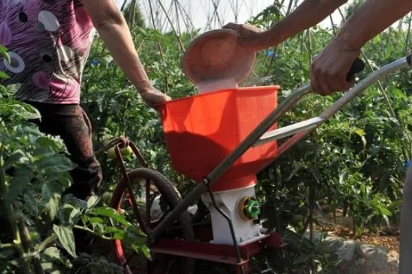 怎么防治番茄裂果,可种植抗裂品种