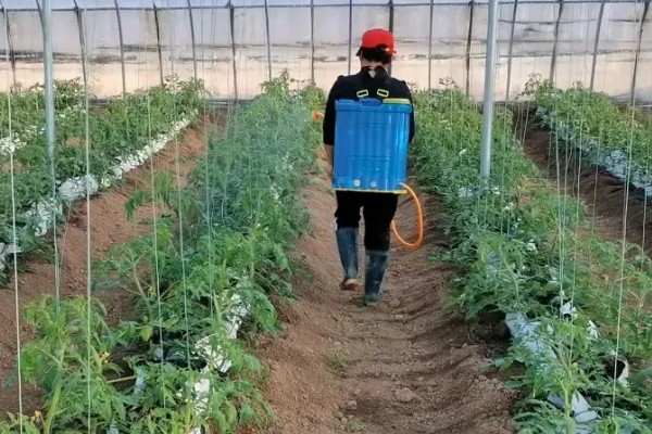 怎么防治番茄裂果,可种植抗裂品种