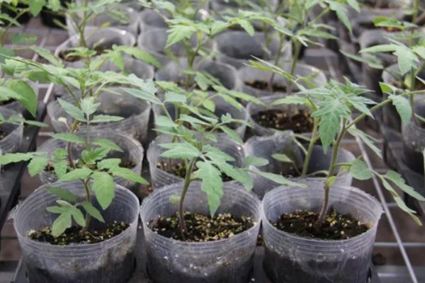 怎么防治番茄裂果,可种植抗裂品种