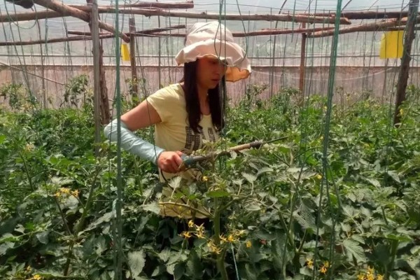 怎么防治番茄裂果,可种植抗裂品种