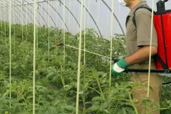 怎么防治番茄裂果,可种植抗裂品种