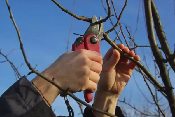 种植的果树为什么要剪枝，剪枝可以调节枝叶的合理分布