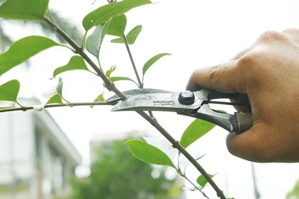 种植的果树为什么要剪枝，剪枝可以调节枝叶的合理分布