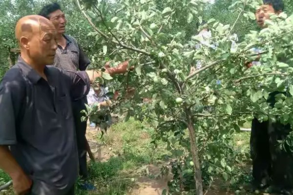 种植的果树为什么要剪枝，剪枝可以调节枝叶的合理分布