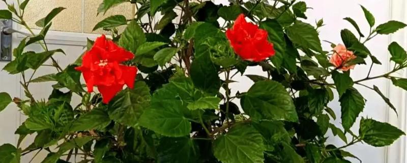 扶桑花怎么配土，土壤需要先进行消毒