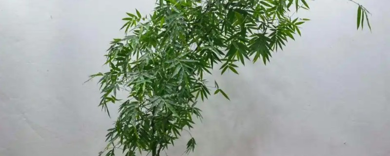 簕竹的种植方法，适合种在中性或酸性砂质土壤中