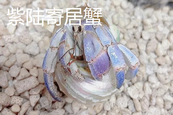 寄居蟹的品种,灰白陆寄居蟹、紫陆寄居蟹等品种很常见