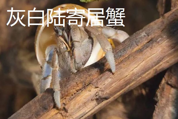 寄居蟹的品种,灰白陆寄居蟹、紫陆寄居蟹等品种很常见