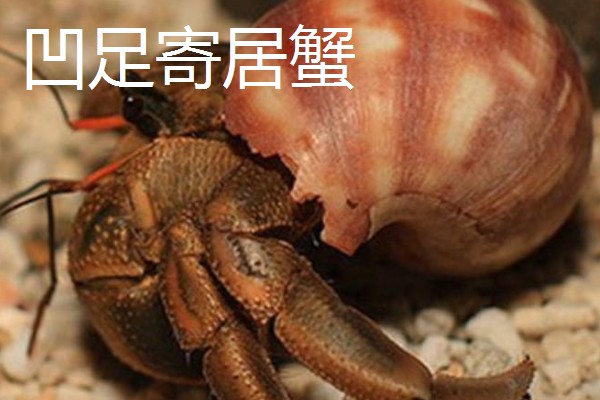寄居蟹的品种,灰白陆寄居蟹、紫陆寄居蟹等品种很常见