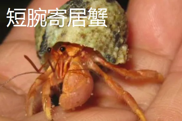 寄居蟹的品种,灰白陆寄居蟹、紫陆寄居蟹等品种很常见