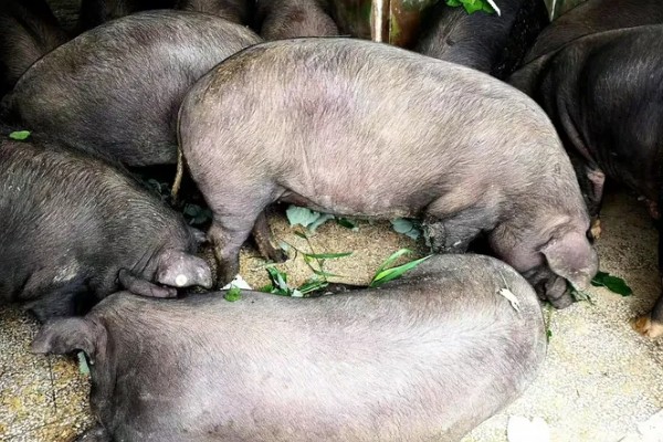 如何去除母猪体内毒素,可用甘草、黄芪等药物清除