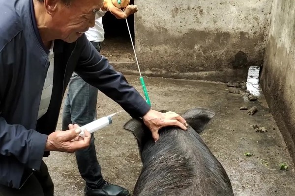 如何去除母猪体内毒素,可用甘草、黄芪等药物清除